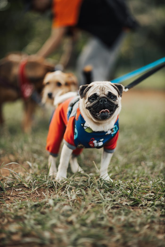 A cute pug wearing a colorful outfit takes a walk in the park on a sunny day.