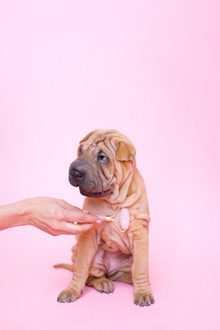 Adorable Shar Pei puppy with a facial roller against a pastel pink background.